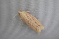 Ematheudes punctella