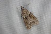 Eudonia mercurella