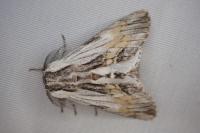 Harpyia milhauseri