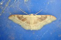 Idaea degeneraria