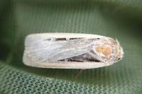 Ochropleura leucogaster