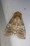 Tethea ocularis