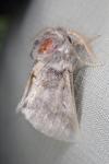 Thaumetopoea processionea