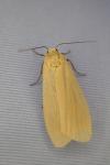 Wittia sororcula