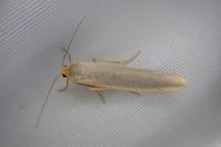 Eilema caniola