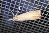 Chrysoteuchia culmella