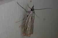 Chrysoteuchia culmella