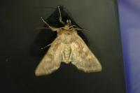 Lacanobia oleracea