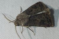 Agrotis bigramma