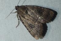 Amphipyra berbera/pyramidea