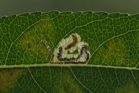 Stigmella obliquella