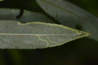 Phyllocnistis valentinensis