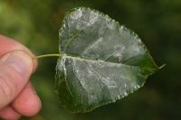 Phyllocnistis unipunctella