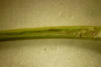 Phyllocnistis extrematrix