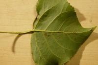 Phyllocnistis extrematrix
