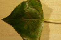 Phyllocnistis unipunctella