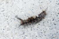 Orgyia antiqua