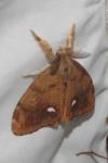 Orgyia antiqua