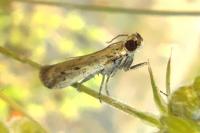 Phycitodes