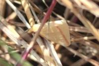 Rhodometra sacraria