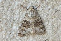 Hecatera dysodea