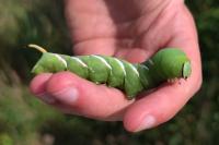 Sphinx ligustri