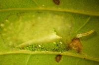 Phyllonorycter comparella