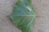 Phyllonorycter comparella