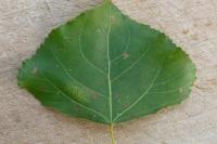 Phyllonorycter comparella