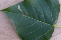 Stigmella trimaculella