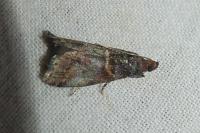 Acrobasis advenella