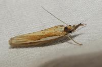 Agriphila tristella