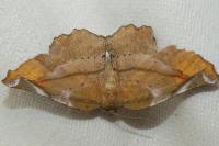 Apeira syringaria