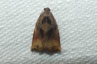 Archips podana