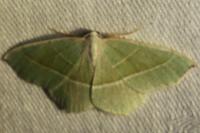 Campaea margaritaria