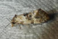 Cochylis molliculana