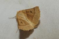 Crocallis elinguaria