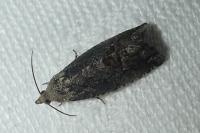 Cydia splendana