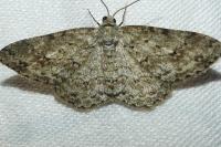 Ectropis crepuscularia