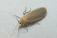Katha depressa