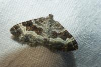 Epirrhoe alternata