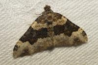 Epirrhoe galiata