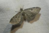 Eupithecia virgaureata