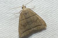 Herminia grisealis