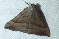Hypena proboscidalis