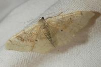 Idaea degeneraria