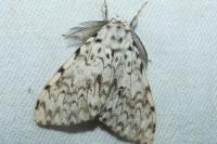 Lymantria monacha