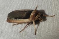 Ochropleura leucogaster