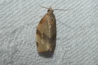 Pandemis cerasana
