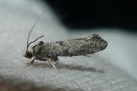 Paraswammerdamia nebulella